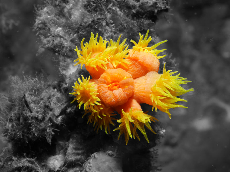 Polyp, Photoshopped